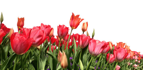 Red tulips with green leaves isolated on transparent background, bold floral bouquet, perfect for...