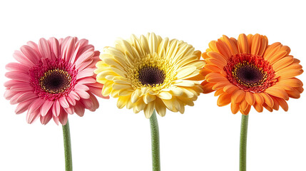 Colorful set of gerbera daises, cut out. Isolated on a transparent background.