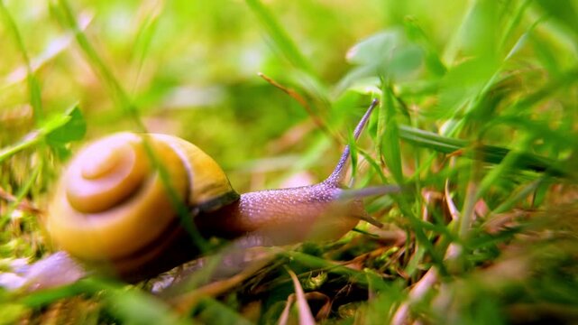 A macro shot showcasing the delicate beauty of a snail amidst dew-kissed blades of grass. The focus is sharp, revealing the intricate patterns of the snail's shell and the glistening droplets clinging