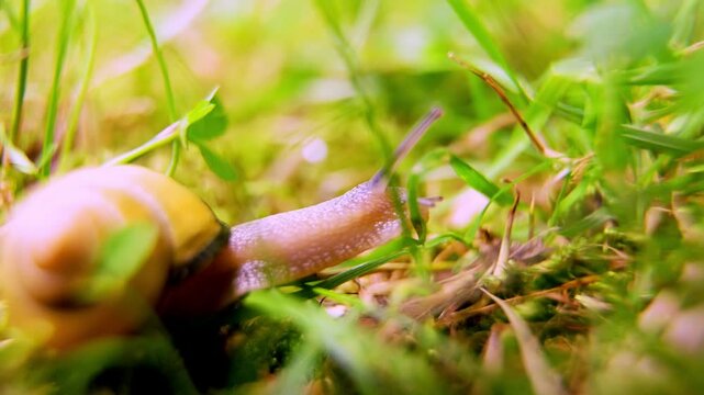 An intimate close-up of a common garden snail navigating its way through a dense patch of vibrant green grass. The video captures the snail's deliberate, slow movements, highlighting the intricate det