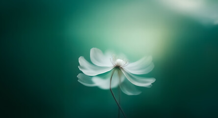 A single white flower gently sways against a soft teal background.  The image has a dreamy and artistic feel, with a shallow depth of field creating a blurred effect.