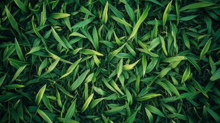 Naklejka premium Green Grass Blades Texture Background