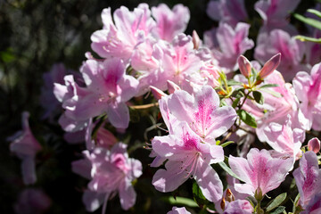 Blooming Pink Azalea Flowers