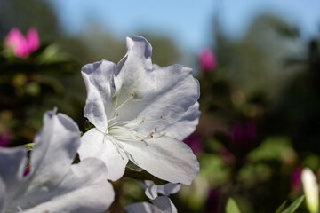 Close-up of White Azalea Flower