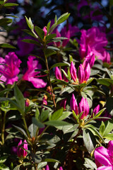 Bright Pink Azalea Buds and Blooms
