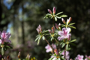 Pink Azalea Blossoms and Buds