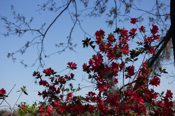 Red Azalea Flowers Against Branches and Blue Sky