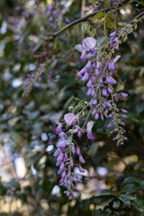 Purple Wisteria Blossoms