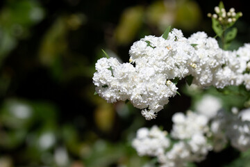 Closeup of White Flowers with Green/Dark Background