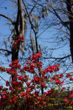 Red Azalea Flowers with Branches Against Blue Sky