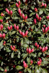 Background of Pink Azalea Buds with Green Leaves