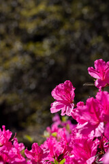 Pink Azalea Flowers with Dark Green Background