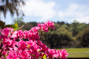 Bright Pink Azalea Flowers on a Sunny Day