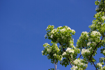 White Flowers with Green Leaves against Bright Blue Sky