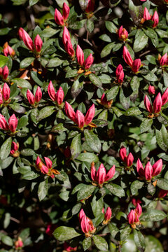 Background of Pink Azalea Buds with Green Leaves