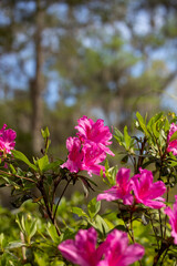 Pink Azalea Flowers on Bright Sunny Day