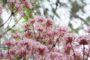 Pink and White Flowers on Tree
