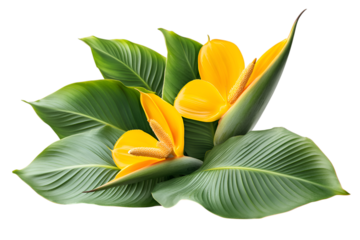 Vibrant Yellow Tropical Flowers with Green Leaves Isolated on a Transparent Background. Perfect for botanical designs, invitations, and branding.
