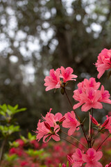 Pink Azalea Flowers with Dark Background