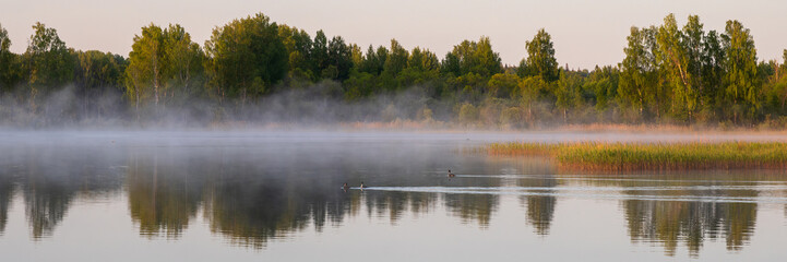 Morning fog on a forest lake. Two wild birds are swimming on the water. Great crested grebe. Trees on the shore. Beautiful summer landscape at dawn. Wide panorama. Recreation in nature and rural areas