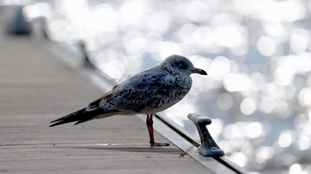 A solitary seagull stands watch on a wooden deck, bathed in the warm glow of the rising sun. The water shimmers below, reflecting the golden light as the day begins.