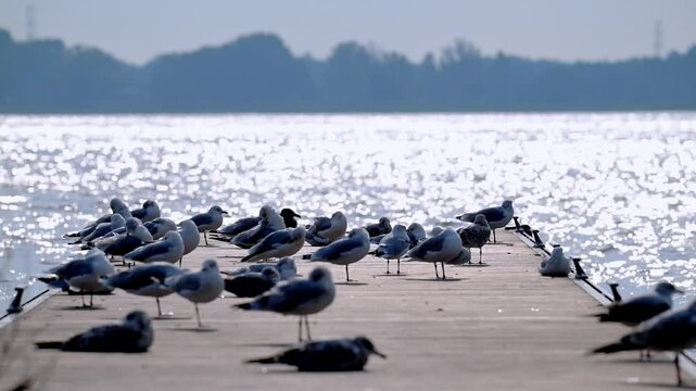 A group of seagulls perch on a weathered deck, facing the morning sun. Their white plumage glows against the backdrop of the shimmering water, creating a serene coastal scene.
