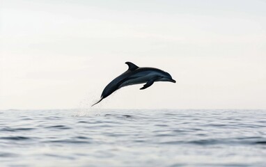 Naklejka premium A striped dolphin leaps from the ocean, creating a splash. The dolphin is silhouetted against a hazy sky, with calm waters visible below