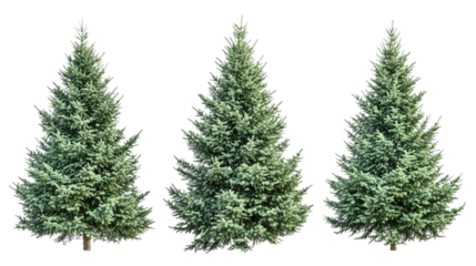 Set of green wide trees, cut out. Isolated on a transparent background.