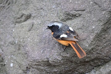 A male Daurian redstart. A migratory bird of the Passeriformes muscicapidae family. Males are...
