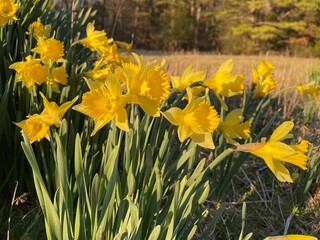 Blooming yellow daffodils. Daffodils background.