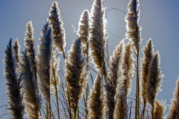 Fototapeta premium Tall feathery plumes of pampas grass backlit by the sunlight against a clear blue sky in a serene outdoor setting.