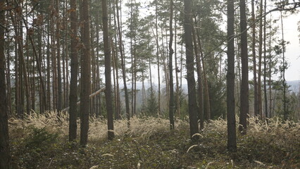 Obraz premium bohemian forest and fields in the winter and spring