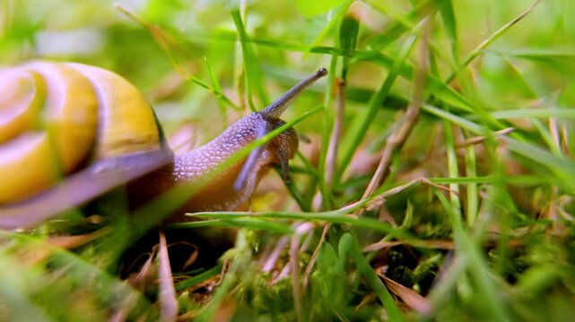 This close-up video offers a unique perspective, capturing a snail as it explores its grassy habitat. The camera focuses on the snail's head and antennae, showcasing its sensory exploration of its sur