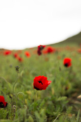poppy field. Poppy season.Poppies are blooming