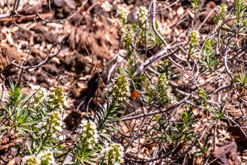 Danaus plexippus pertenece a la familia de Nymphalidae.
