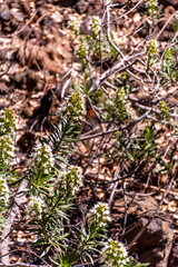 Danaus plexippus pertenece a la familia de Nymphalidae.