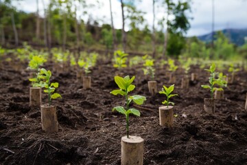 A wide shot of a reforested area with vibrant young trees growing amidst stumps and cleared land, symbolizing recovery and hope.Reforestation,tree planting,forest restoration.