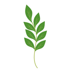 Illustration of a branching green leaf 