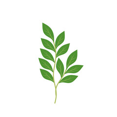Illustration of a branching green leaf 