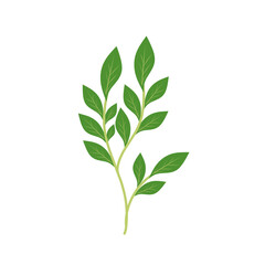 Illustration of a branching green leaf 