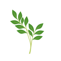 Illustration of a branching green leaf 