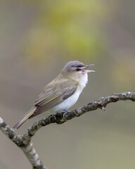 Red-eyed Vireo, (Vireo olivaceus), is a small American songbird. It is somewhat warbler-like but not closely related to the New World warblers