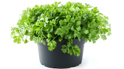 Fototapeta premium Fresh green organic parsley in pot on white