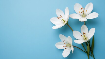 Fototapeta premium 水色背景に咲く白い花