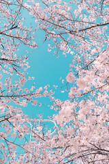 sakura cherry blossom