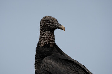 Black vulture, portrait of Coragyps atratus, Peru