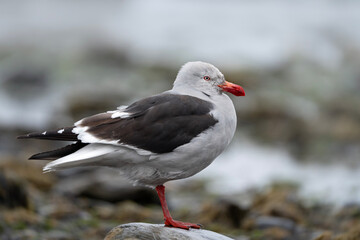 Dolphin gull at the water in Argentina, full view