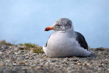 Dolphin gull resting on the shore, close upDolphin gull resting on the shore, close up