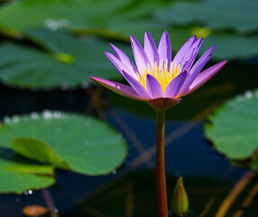 The beauty of nature is proof of the love of God Almighty.