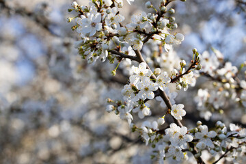 Spring flowering of fruit trees on a sunny day